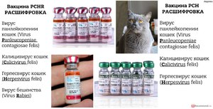 Какие прививки делают домашним кошкам
