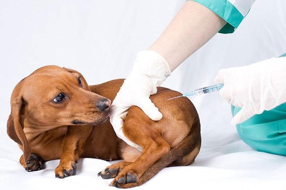 Прививки котам и собакам