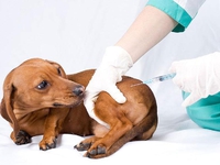 Прививки котам и собакам