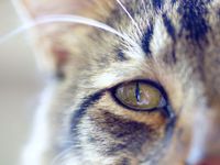 Конъюнктивит у котов: симптомы и лечение 