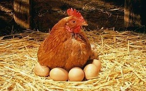 Яйца несушек-количество в день