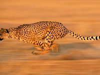 Гепард - самый быстрый бегун на земле
