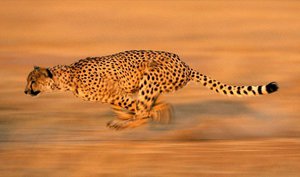 Гепард - самый быстрый бегун на земле