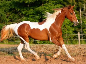 Американская лошадь - очень быстрые животные