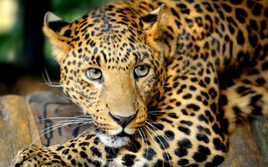 Леопард в Южной Америке - образ жизни