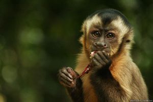 Вид обезьян капуцины - отличительные признаки