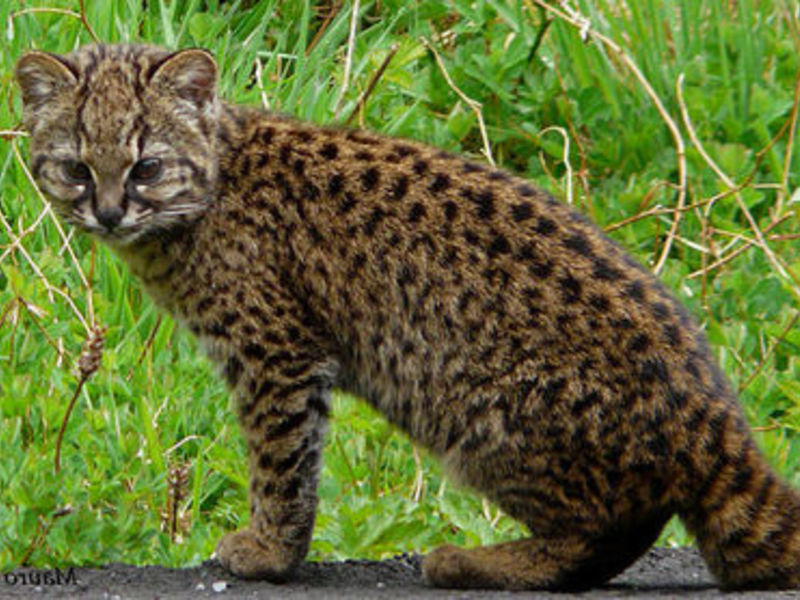 Чилийская кошка - среда обитания и повадки