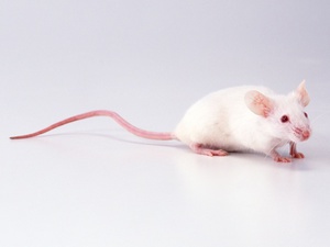 Питание мышей в домашних условиях