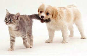 Котенок и щенок прекрасно могут дружить