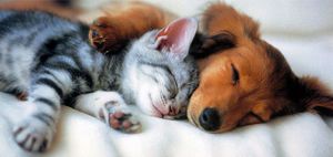 Спящие кот и собака - лучшие друзья