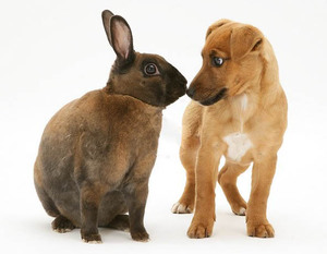Кролик Рекс и щенок - друзья