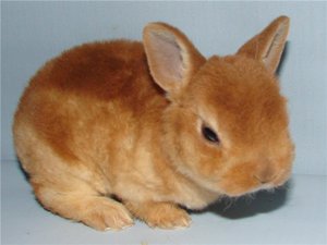 Карликовые кролики  - декоративные породы