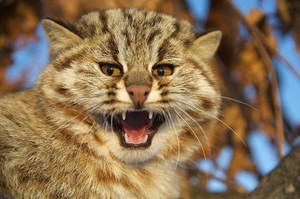 Амурский лесной кот - характеристика