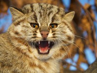 Амурский лесной кот - характеристика