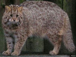 Амурский лесной кот - окрас животного