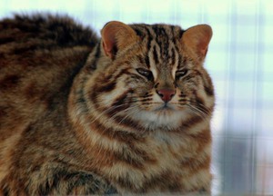Взрослый сытый амурский лесной кот