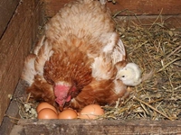 Как легко посадить курицу на яйца