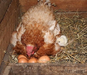 Как легко посадить курицу на яйца