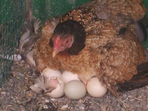 Способ выведения яиц