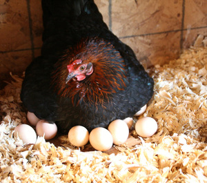 Процесс выведения цыплят из яиц