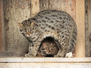 Кошка Цусимы и котенок