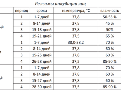 Утиные яйца в инкубаторе в домашних условиях, температура Утиные яйца в инкубаторе в домашних условиях, температура