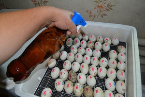 Правила  закладывания яйц в инкубатор