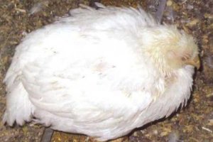 Лечение цыплят от хрипов и кашля