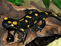 Описание животного под названием пятнистая саламандра