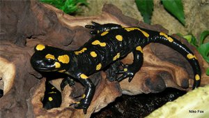 Описание животного под названием пятнистая саламандра