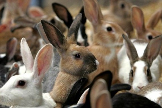 Секреты разведения кроликов