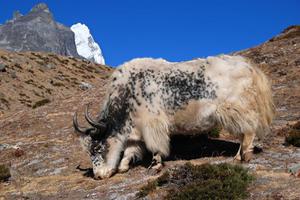 Дикий тибетский як описание животного