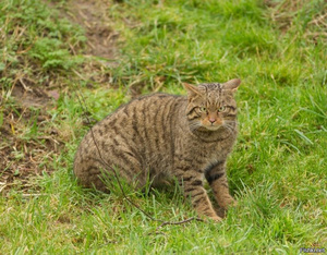 Среда обитания дикого европейского лесного кота