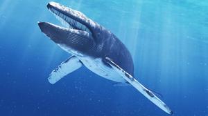 Синий кит самое большое животное