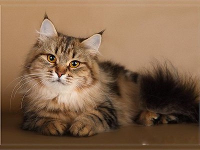Сибирская порода кошек фото и описание