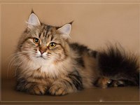 Русская сибирская кошка - описание 