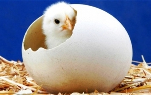 Эмбриональное развития цыплёнка