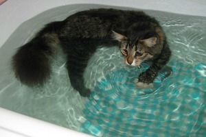 Сибирская кошка плавает в ванной