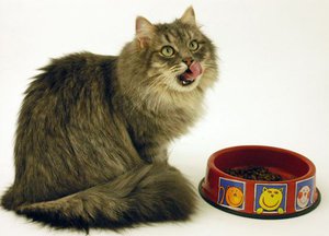 Сибирская кошка - правильное питание