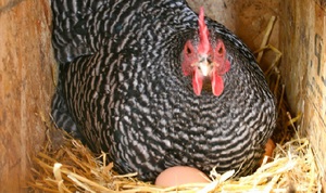 Пестрая курица на яйцах 
