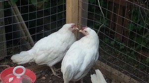 Две курицы