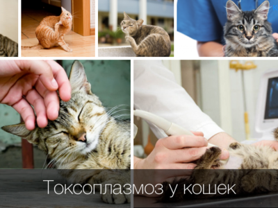 Токсоплазмоз симптомы у кошек