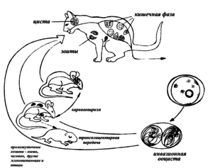Лечение заболевания у кошек