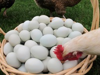 Почему куры расклёвывают яйца