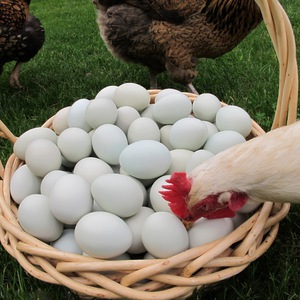 Почему куры расклёвывают яйца