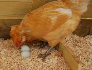 Нарушение режима питания как распространенная причина расклева курами яиц
