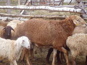 Овцы в домашних услвоиях