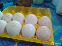 Какие яйца инкубируют
