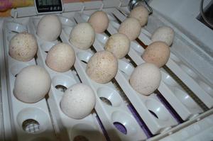 Как выбрать яйца для инкубации