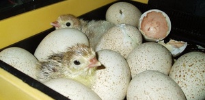 Как  закладывать яйца